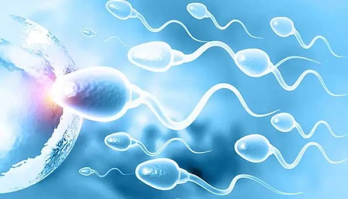 erecție și infertilitate în